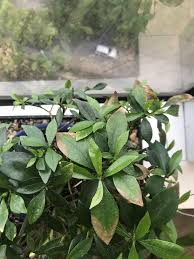 If you are ''a day late'' on when you need to water, this will be the effect. My Gardenia Bonsais Leaf Tips Are Turning Brown But Not Falling Off Please Advise Plant Leaves Health Planning Healthy Living Lifestyle
