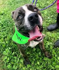 If you are calling to set up an appointment to consider adopting one of our dogs, or to report a missing dog, please leave a brief message, including your name and number. Faq Volunteers Of The Lorain County Dog Kennel