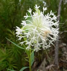 Image result for Siphonochilus longitubus