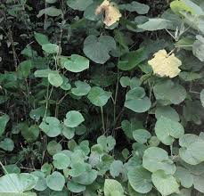 Image result for Piper umbellatum
