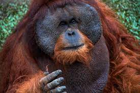 Seit etwa 10.000 bis 20.000 jahren soll die neue art vollständig isoliert leben. Sumatran Orangutan Pongo Abelii Information Giraffa Helping Nature