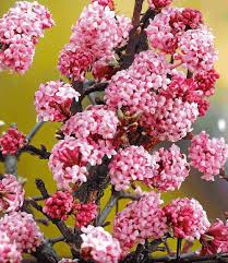 Duft Schneeball Dawn Weitere Zierstraucher Bei Baldur Garten Winterschneeball Schneeball Topfblumen
