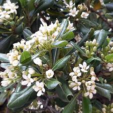 Image result for Pittosporum tobira