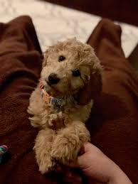 Goldendoodle puppies los angeles county california. Mini Goldendoodle For Sale Craigslist Off 78 Www Usushimd Com
