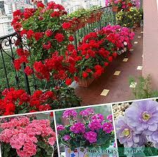 Eğer siz de bahçe çiçekleri yetiştirmek istiyorsanız bazı detaylara göre seçim yapmalısınız. Tum Yil Boyunca Cicek Acan Kapali Ciceklerin Isimleri Sonsuza Kadar Cicek Acan Ve Uzun Cicek Acan Bitkiler