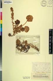 Image result for Umbilicus botryoides