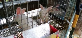 ارنب) atau kelinci merupakan sejenis haiwan mamalia yang tergolong dalam famili leporidae yang tergolong dalam order lagomorpha. Bekas Makanan Arnab Rabbit Fedder Shopee Malaysia