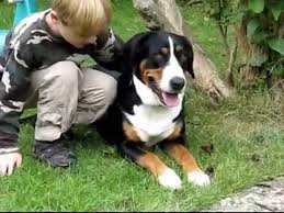 Kurzbeschreibung:großer schweizer sennenhundbis 72 cm, bis 60 kgbeschreibungdie heimat der klassischen schlittenhunderassen befindet sich nördlich des. Grosser Schweizer Sennenhund Greater Swiss Mountain Dog Cattle Dog Swissy Youtube