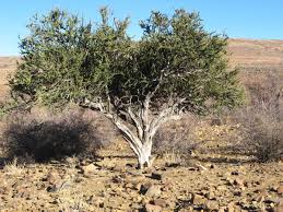 Image result for Boscia foetida