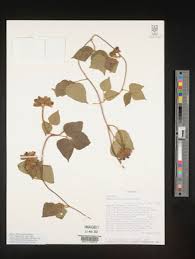 Image result for Rhynchosia procurrens