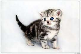 traume in marmor britisch kurzhaar babys silver tabby und golden tabby katzen kaufen tier fotos britisch kurzhaar