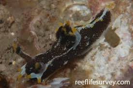 Image result for Pleurostylia capensis