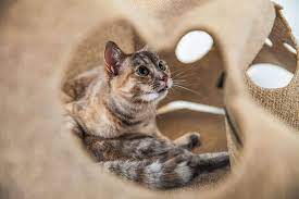 Amazon Com The Ripple Rug Made In Usa Cat Activity Play Mat Fun Interactive Play Training S Interactive Cat Toys Best Interactive Cat Toys Cat Toys