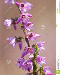 Common Heather Flowers Close Up 26460217 Jpg 1070 1300 Stock Photography Free Flowers Stock Photography