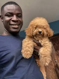 Toy poodle after grooming