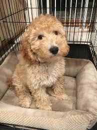 Goldendoodle puppies like this one come in a variety of sizes depending on their parents and genetics. Bark Busters Breed Of The Month Goldendoodle