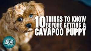 There are no official uk rescues for cavapoos but check out adoption sites like the rspca, dogs trust. Cavapoo Central