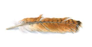 I decided to use a 6b pencil for sketching and dark shading, a b pencil for shading/lines, and a 4h for lighter lines and details. Red Tailed Hawk Feather Painting By Logan Parsons
