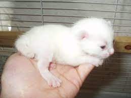 manx cat cat manx cat cute cats cats