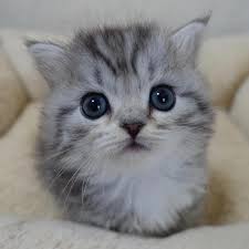 20 Chatons Trop Mignons Qui Vont Vous Donner Envie De Caresser Votre Ecran Chat Trop Mignon Photos De Chats Mignons Chat Mignon