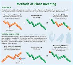 Can You Describe In Detail The Process By Which Genes Are Altered In Foods Gmo Answers Plant Breeding Nutrition Labels Gmos