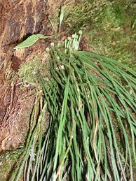 Image result for Vittaria