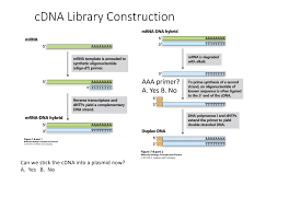 In order to create a cdna library, we must allow the eukaryotic cell. Solved Cdna Library Construction Mrna Dna Hybrid Mrna Aaa Chegg Com