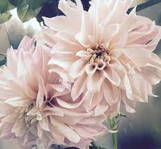 San clemente is lucky enough to have two farmers' markets. Designer Choice In San Clemente Ca The San Clemente Florist