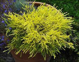 Jun 23, 2016 · a false cypress pruned into a topiary adds height and dimension to a large container. Coleonema Pulchrum Sunset Gold Mostly Natives Nursery