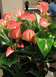 Anthurium En Orchidee Inspiratie Unique Plants Plants Unusual Plants