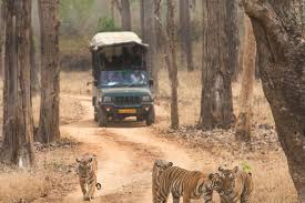 A tiger at tadoba andhari tiger reserve in chandrapur district of maharashtra. 1noybkftfnh 6m