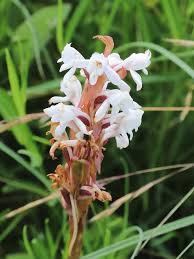 Image result for Corycium dracomontanum