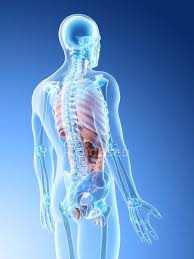Check spelling or type a new query. Transparent Body Model Showing Male Anatomy And Internal Organs Digital Illustration Medical Science Stock Photo 308619278