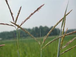 Image result for Andropogon lima