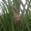 Ciblek sawah lagu mewah atau materi yang dicari para ciblek mania. 3