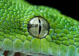 Snake Eye Closeup By Henrik Vind On 500px Snake Drawing Snake Eyes Snake Art