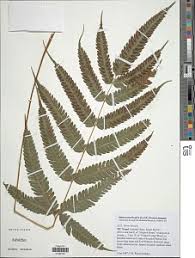 Image result for Pteris linearis