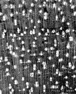 Image result for Dalbergia nitidula