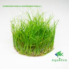 Image result for Eleocharis limosa