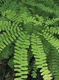 Image result for Adiantum patens