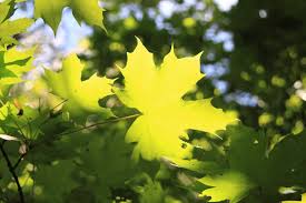 Maybe you would like to learn more about one of these? Leaves And Photosynthesis Read Biology Ck 12 Foundation