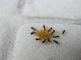 Some of the oils which work very effectively in keeping the ants away are clove oil and lavender oil. How To Get Rid Of Small Black Ants Ants Com