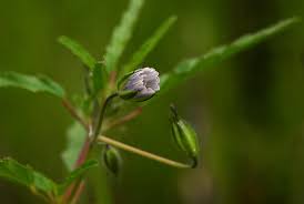 Image result for Monsonia angustifolia