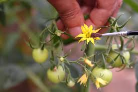 The potential flower first appears on the end of the branch as a small tightly. How To Hand Pollinate Tomato Flowers To Triple Fruit Production