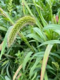 Image result for Melinis macrochaeta