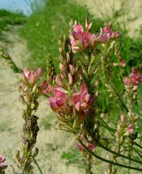 Image result for Crotalaria onobrychis
