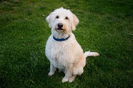 Image result for labradoodle