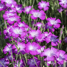 Image result for Agrostemma