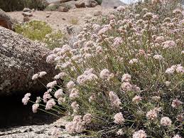 Image result for Eriospermum flexuosum