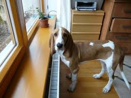 Image result for švycký honič